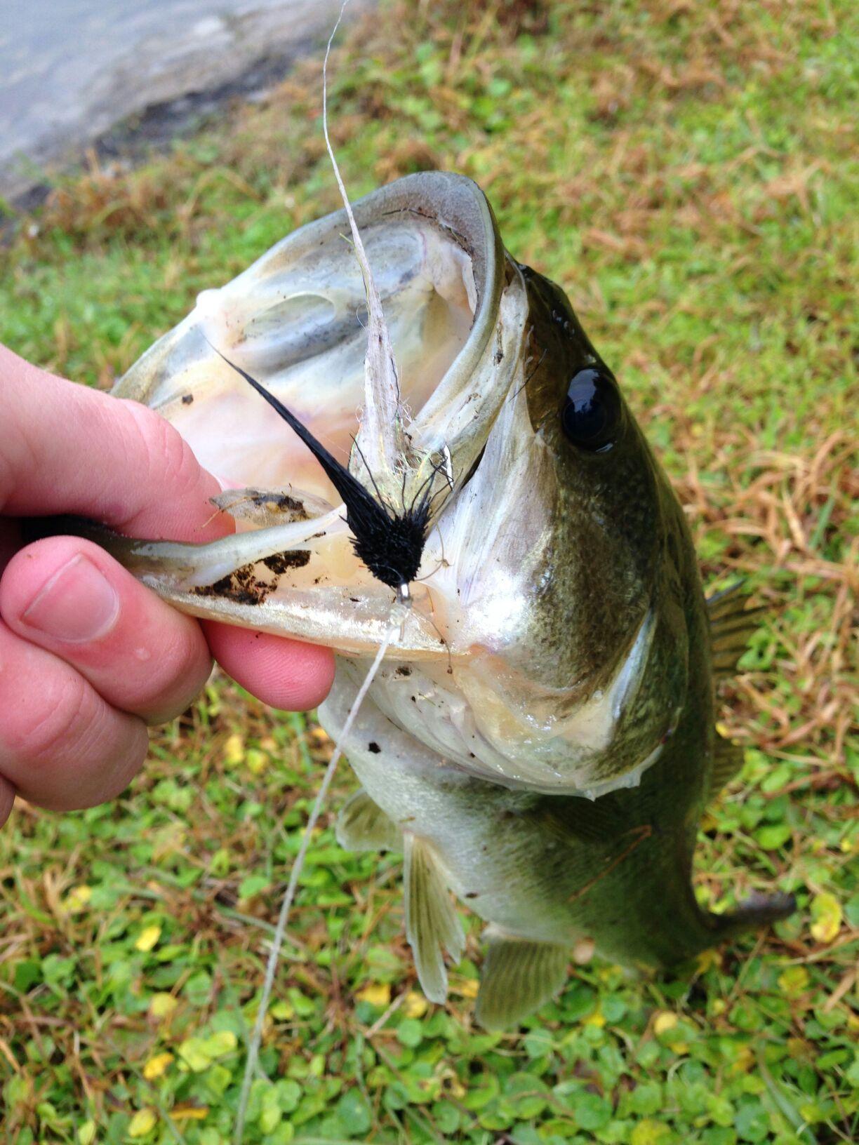 A UCF bass on fly
