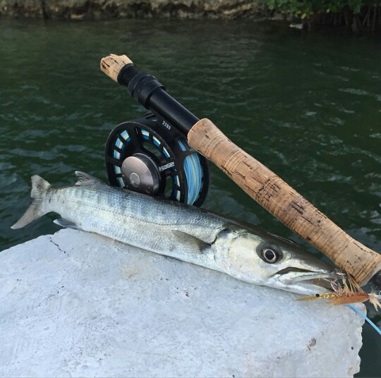 odds and ends barracuda 