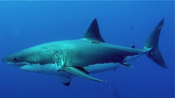 shark week