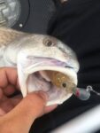 Redfish Redfish