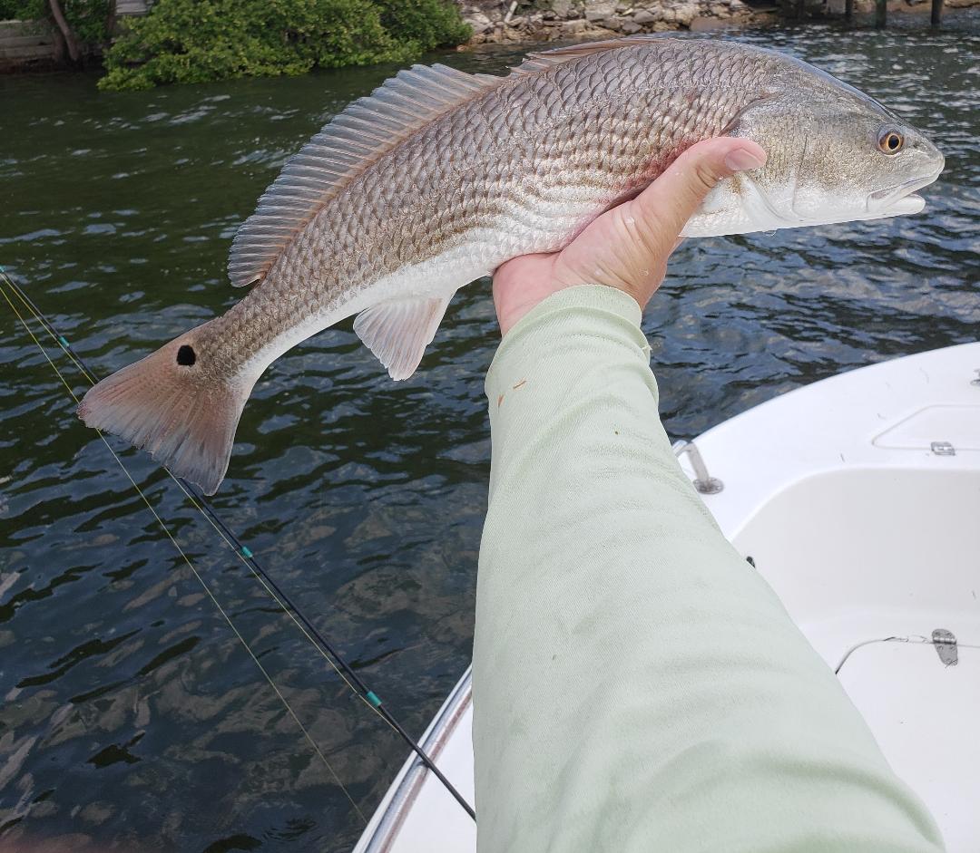 solid redfish