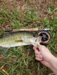 bass-on-fly-schminnow