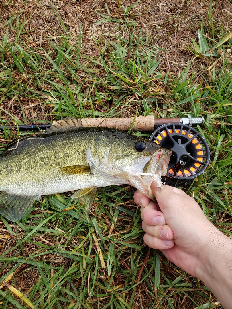 bass-on-fly-schminnow