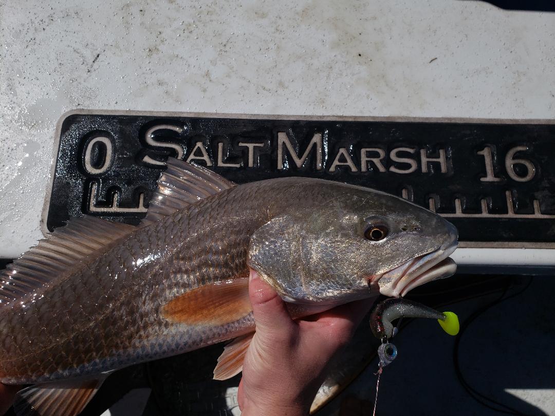 Redfish-paddletail-saltmarsh-skiffs