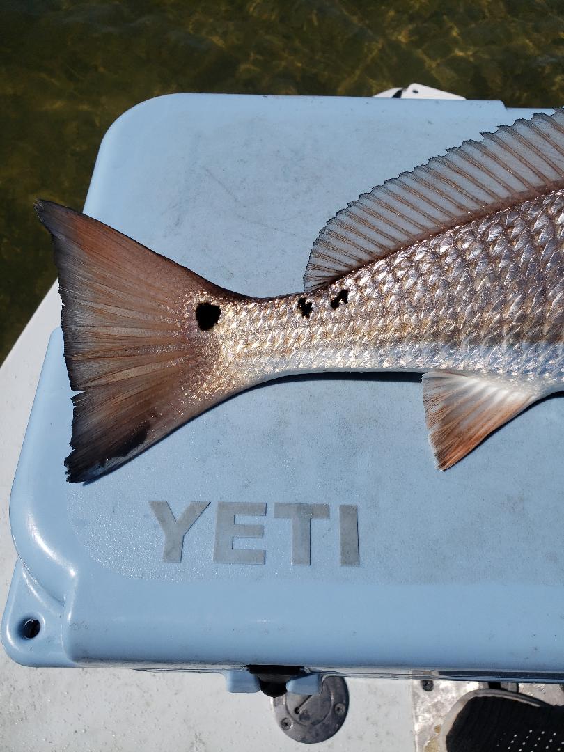 Redfish-Tail-On-Blue-Yeti