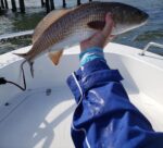 winter-redfish