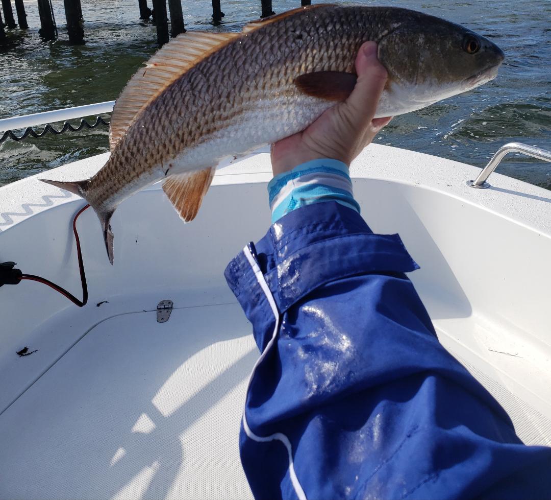 winter-redfish