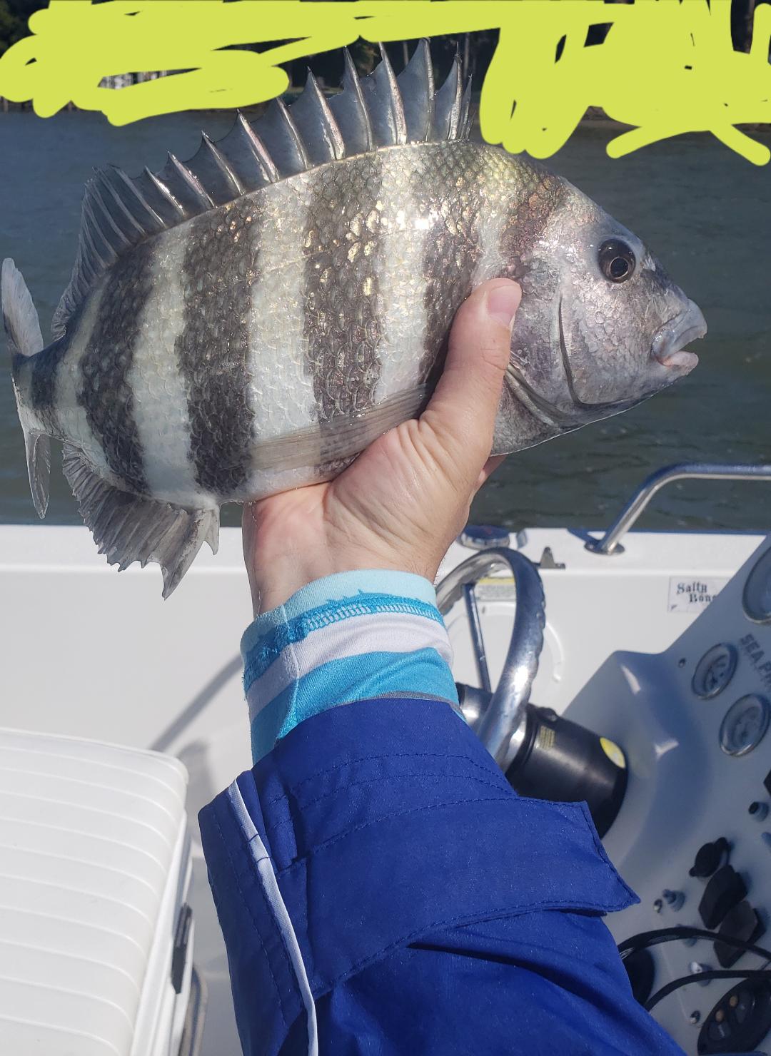 winter-sheepshead