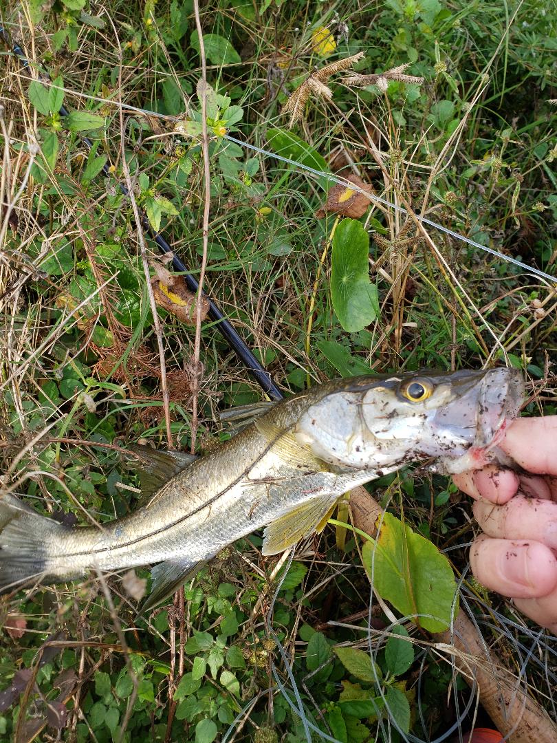 snook-on-fly-schminnow