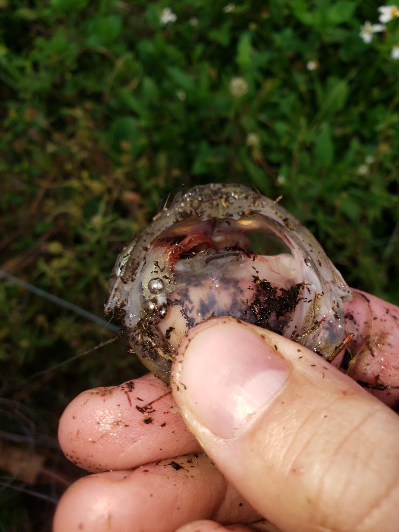 snook-on-fly-schminnow