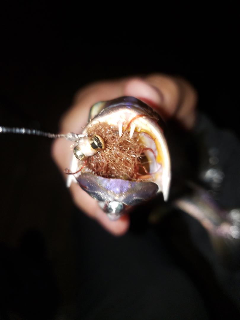 trout-on-fly-shrimp-fly