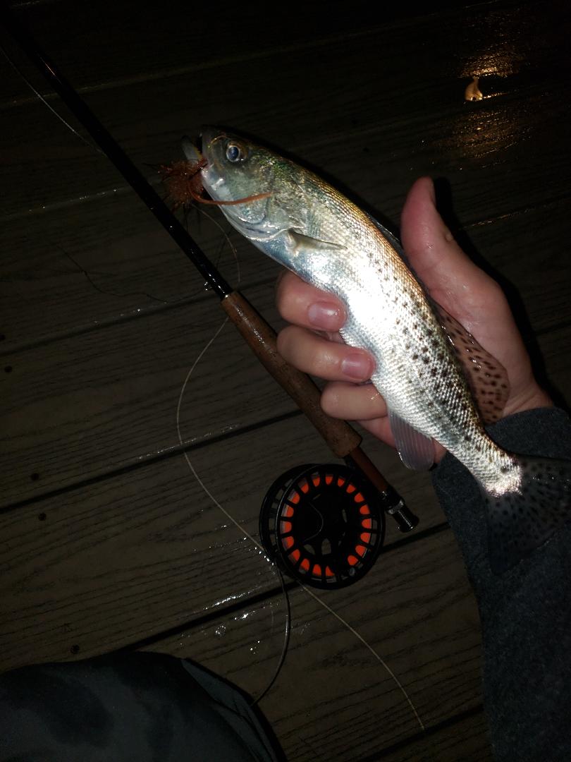 trout-on-fly-shrimp-fly