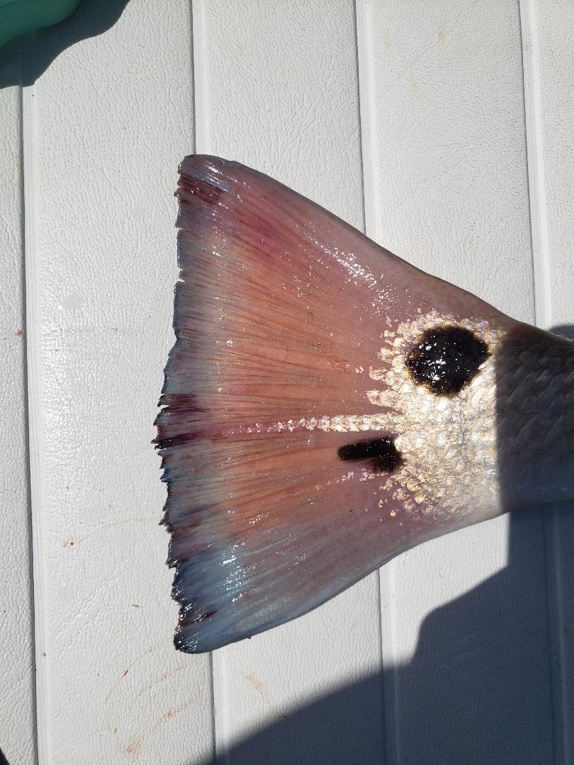 redfish-tail