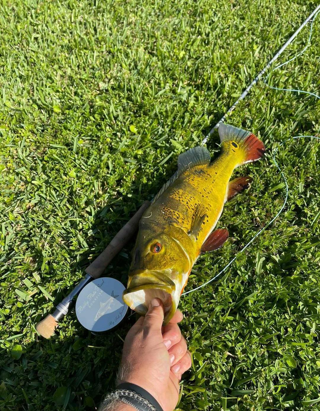 peacock bass fishing on fly