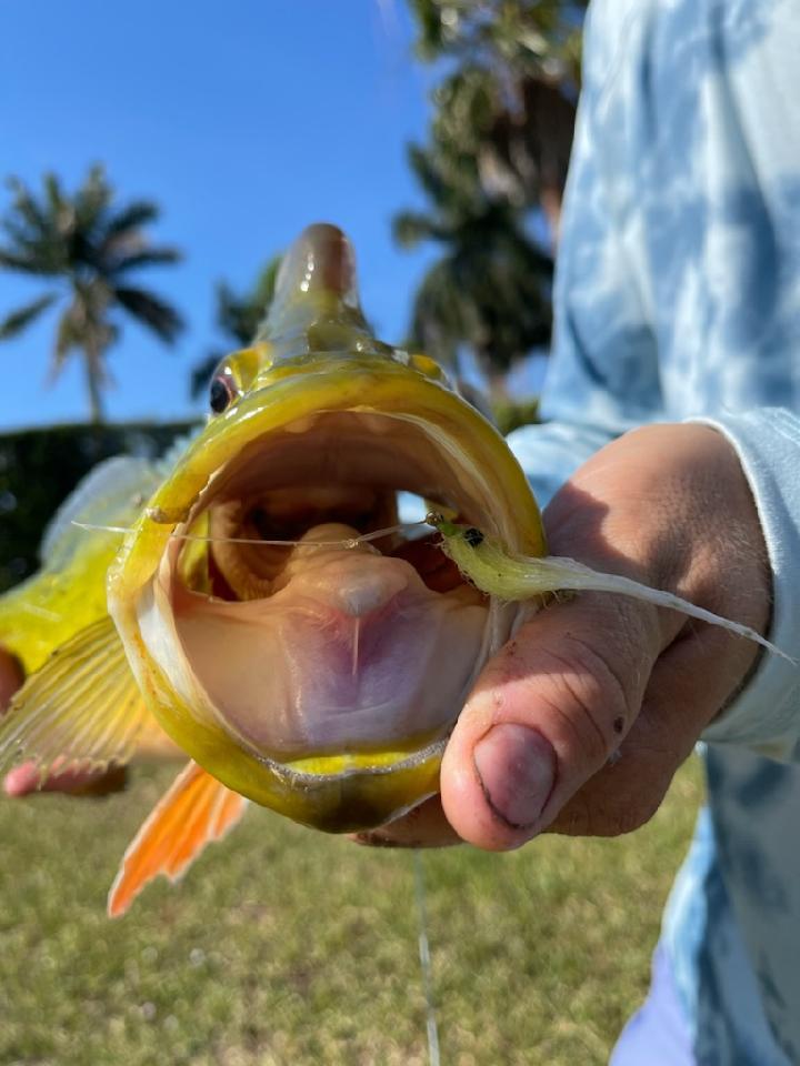 peacock bass fishing with flys
