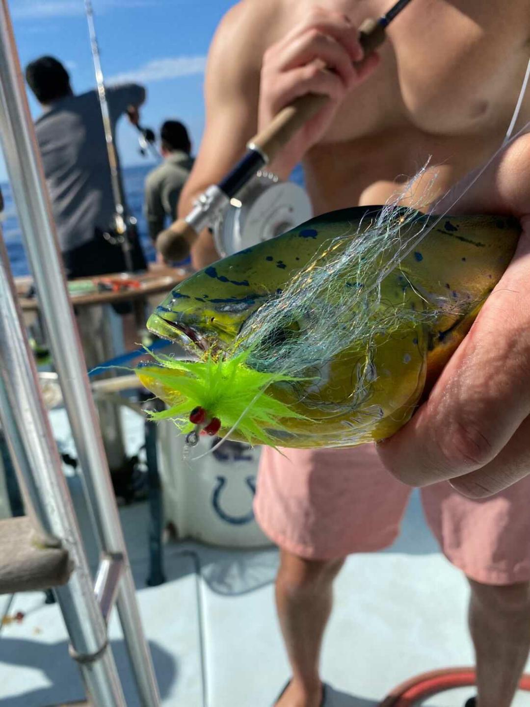 dolphin on fly close up