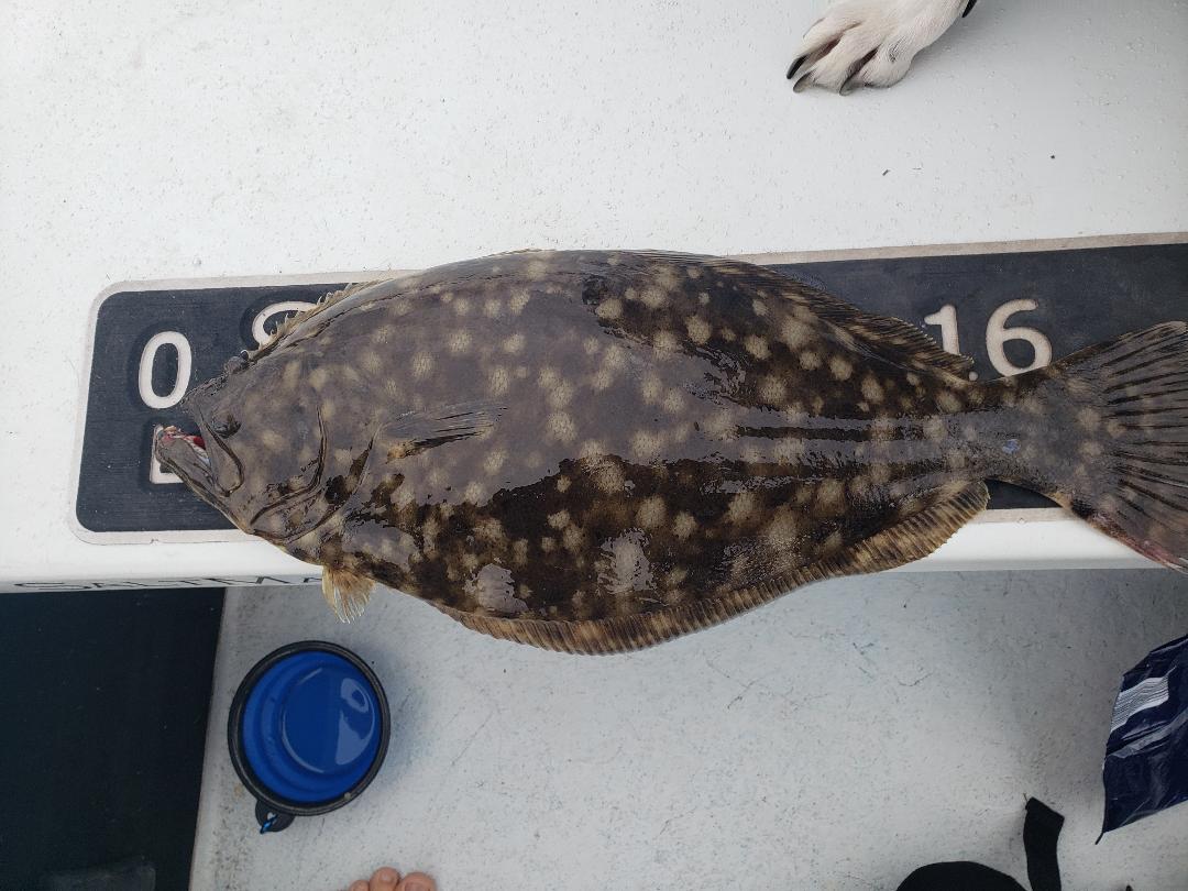 flounder fishing success