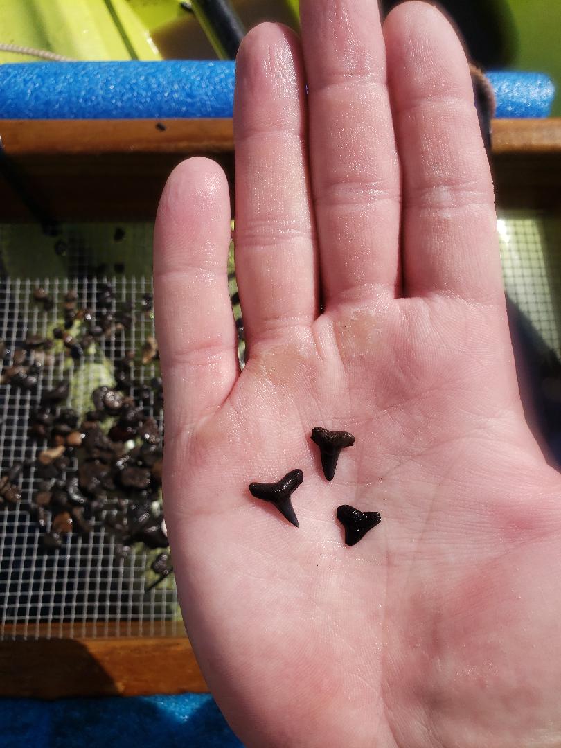 Peace River Shark Teeth