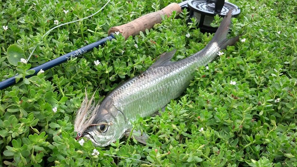 The silver king in his infancy