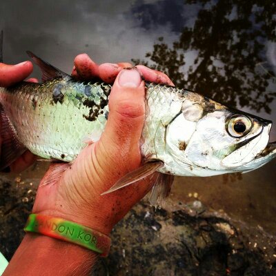 Tarpon on fly