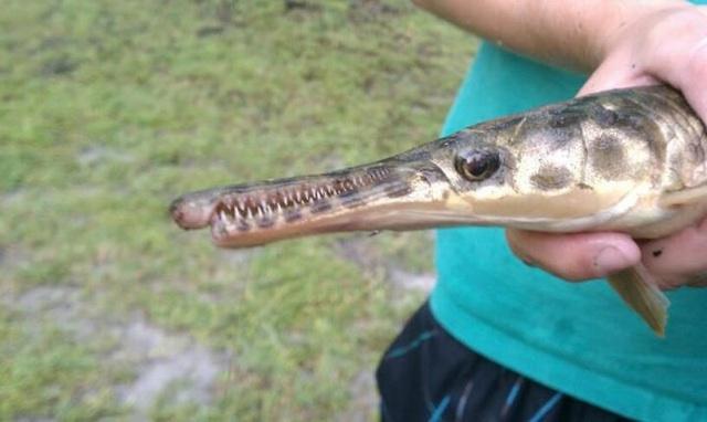 Gar provide anglers toothy challenges