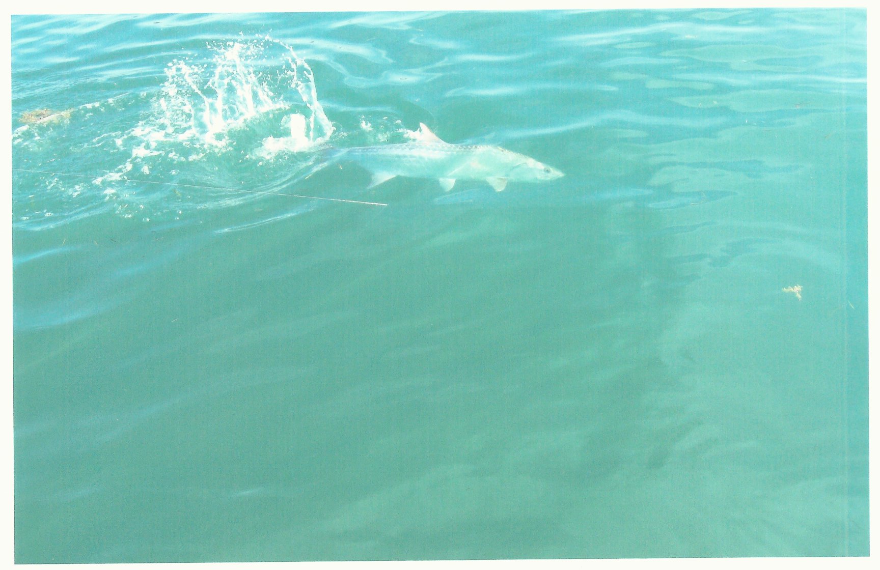 The silver king makes powerful runs