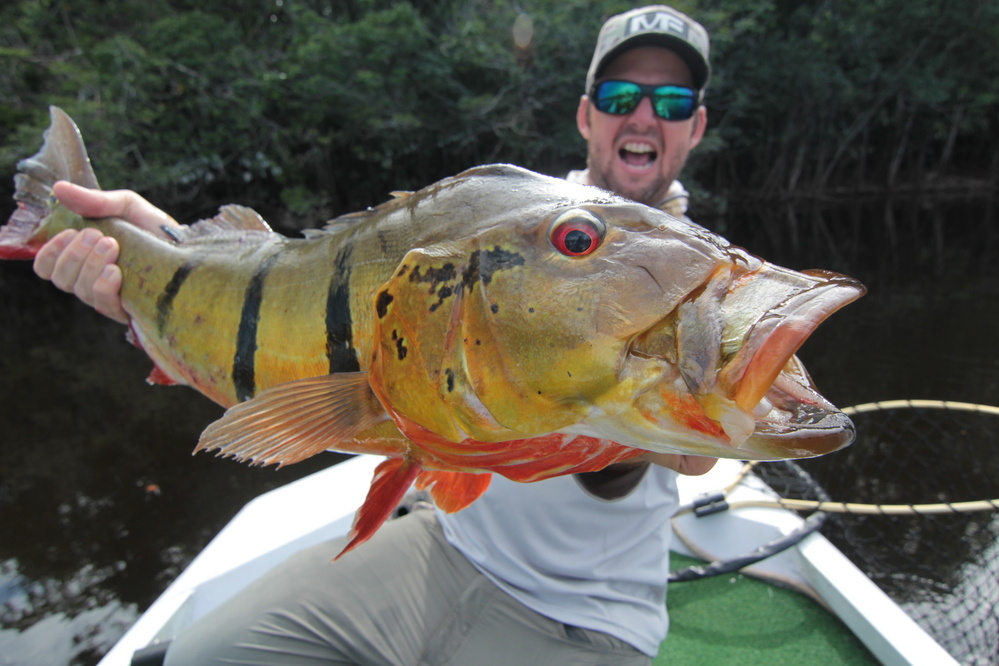 Geobass: Peacock Bass