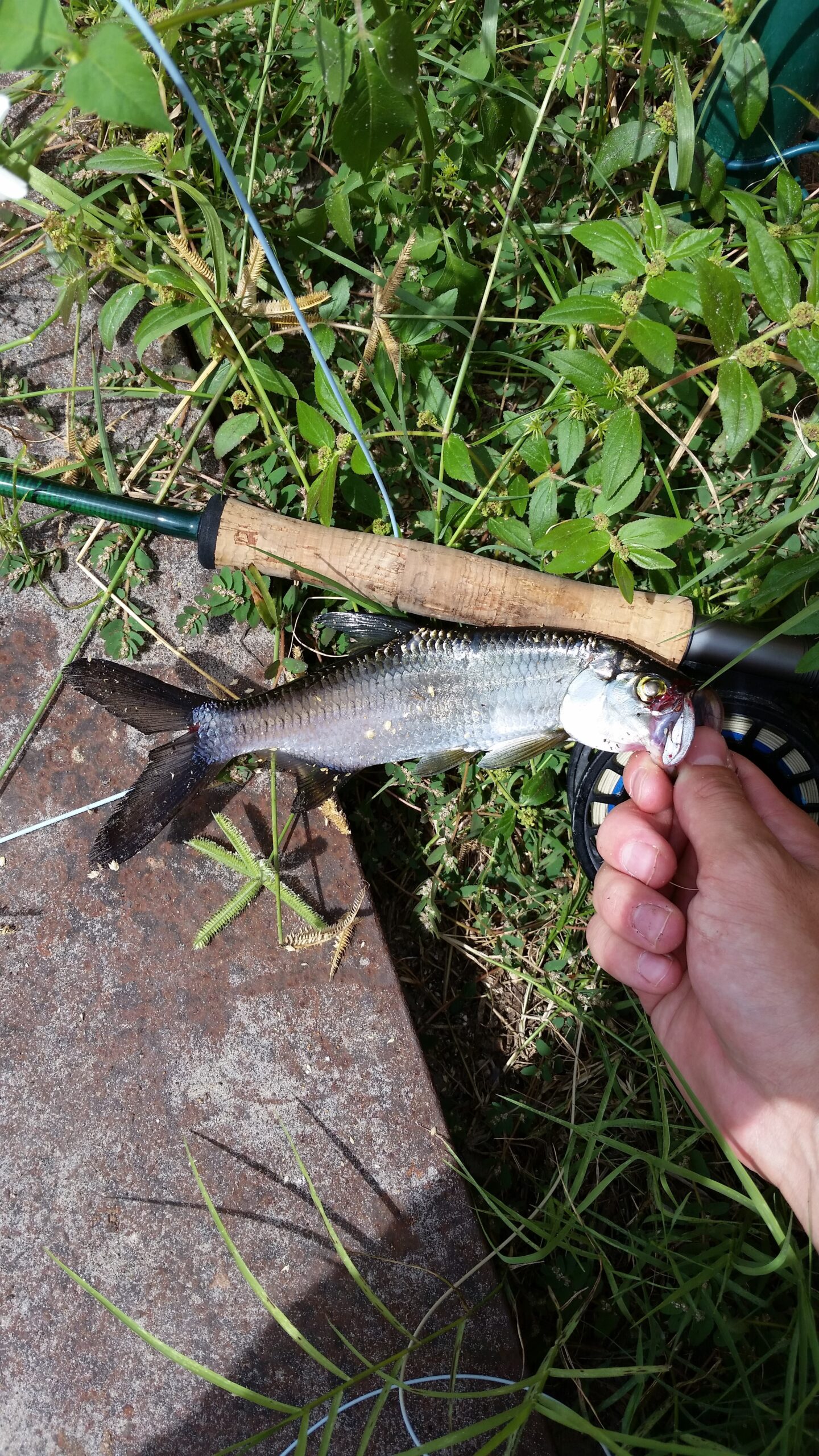 tarpon caught in poonfecta