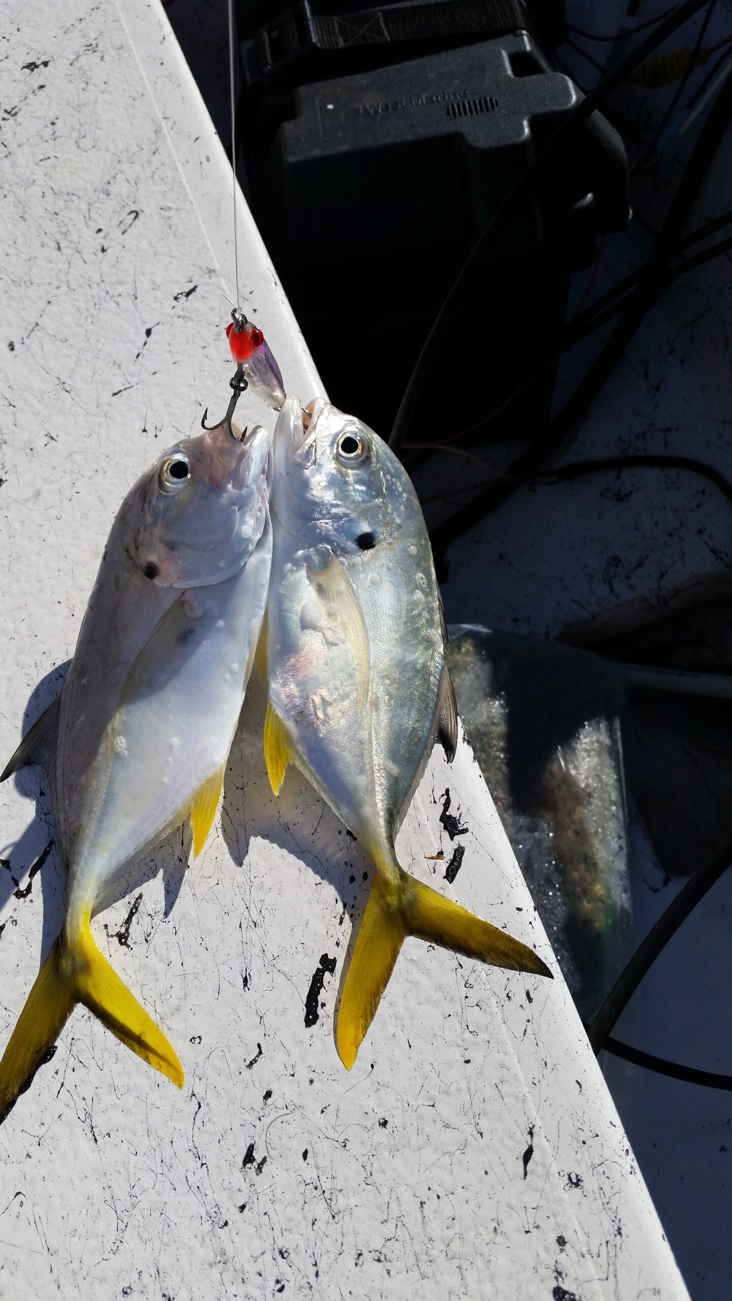 jacks caught while fall fishing 