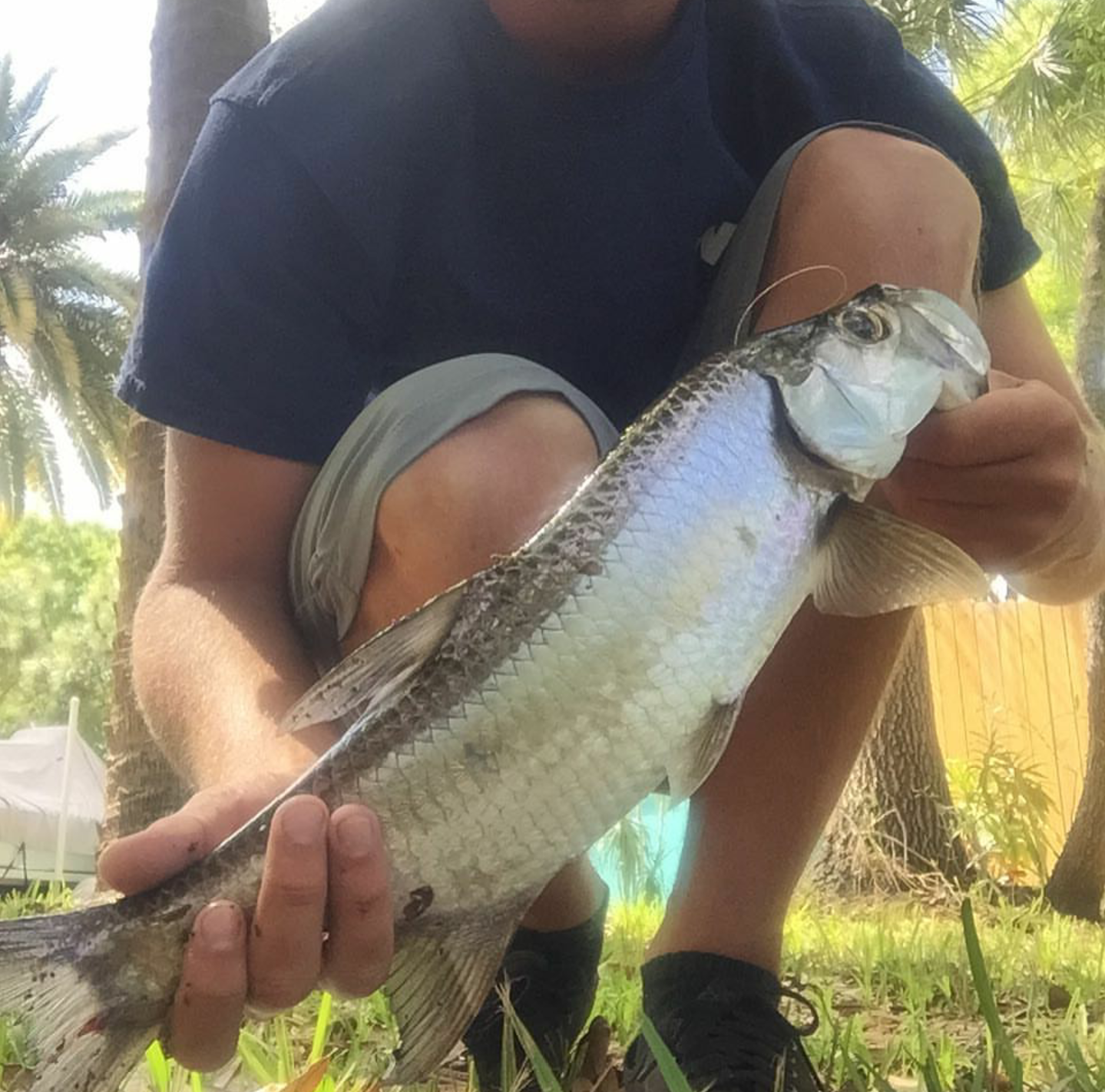 Tarpon Tarpon