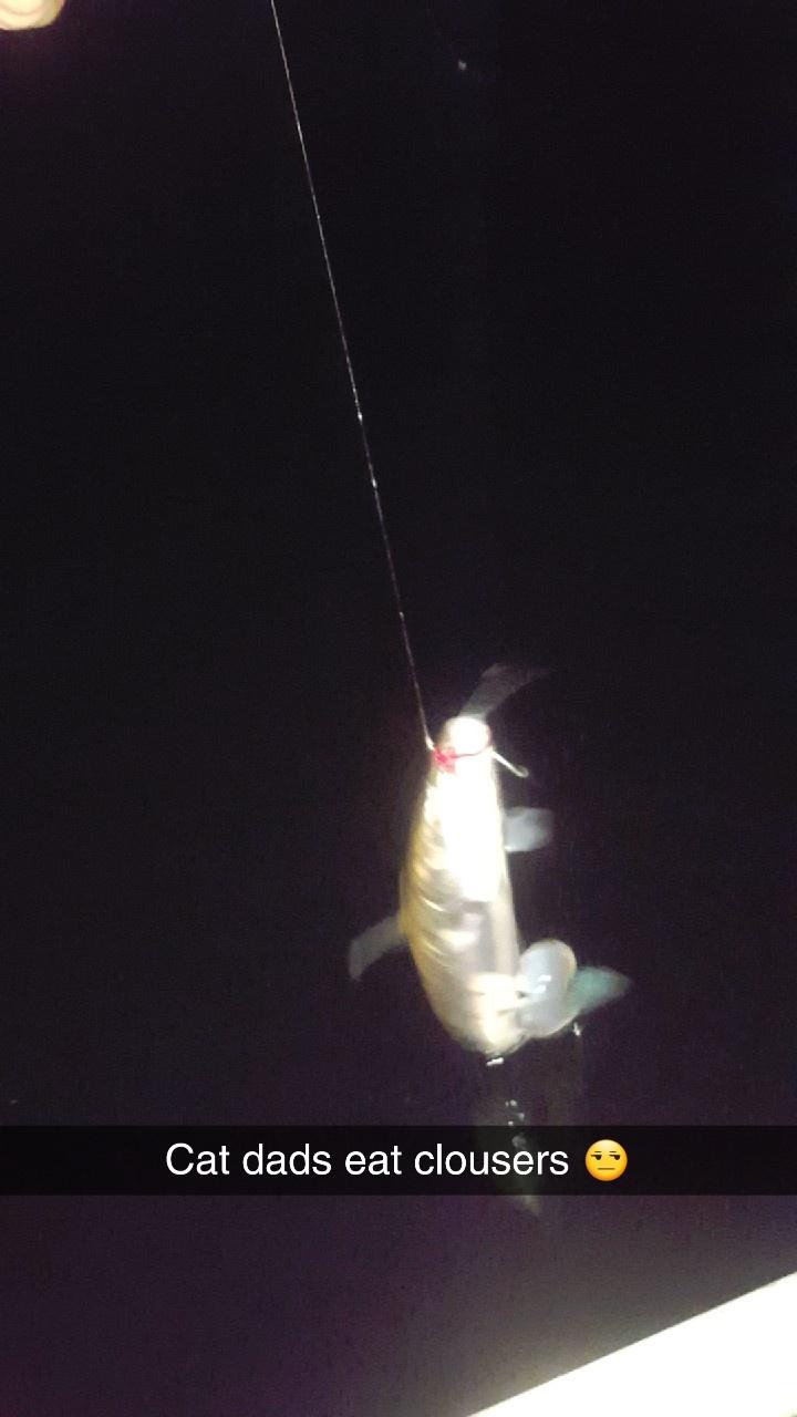 Catfish on fly