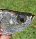 Baby Poon! Baby Poon!