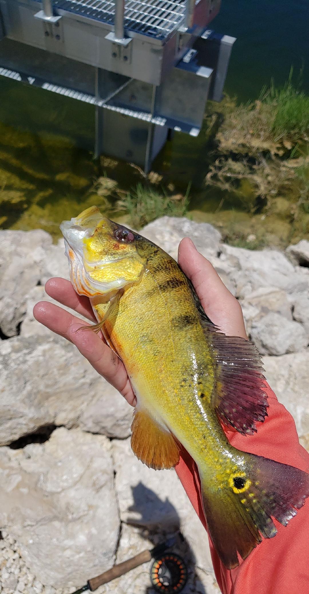 Peacock Bass