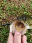 bass-on-fly-schminnow