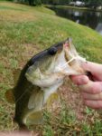 bass-on-fly-schminnow