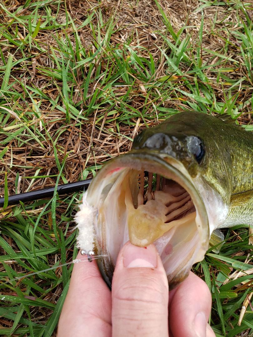 bass-on-fly-schminnow