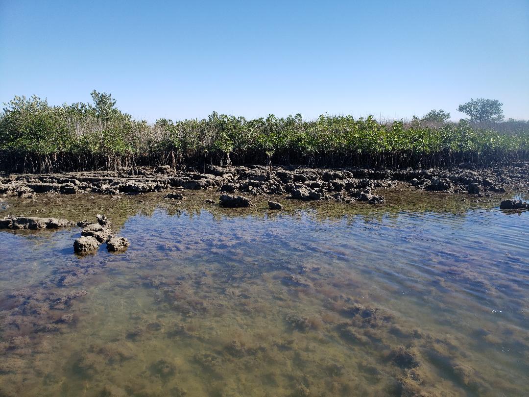 low-tide-limestone-chassahowitzka