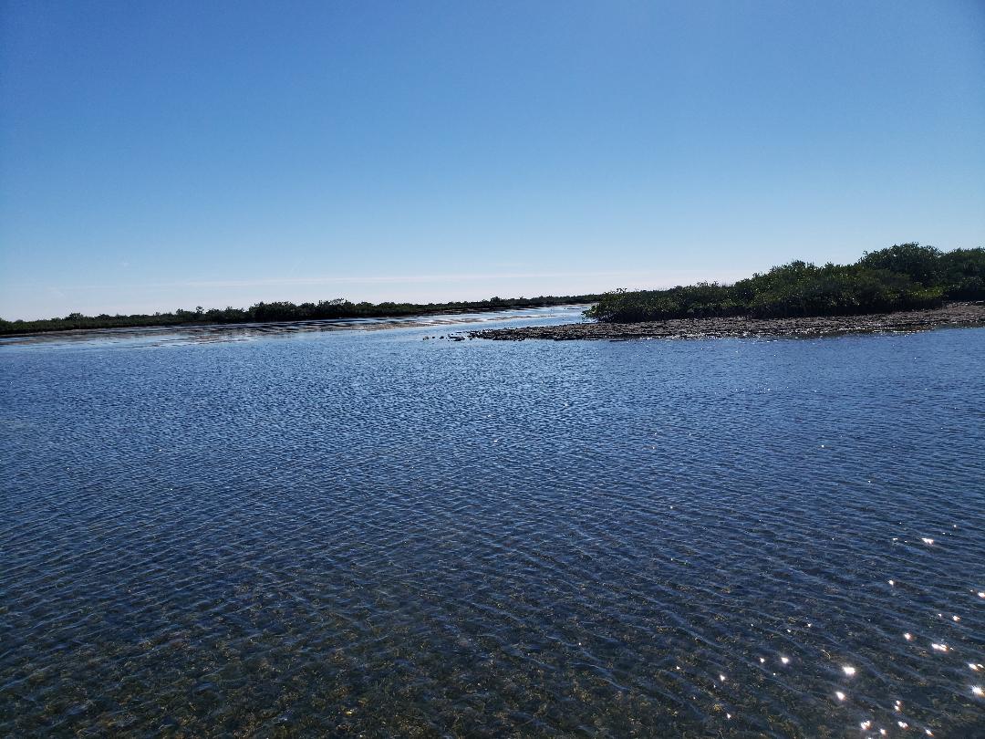 low-tide-limestone-chassahowitzka