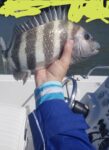 winter-sheepshead