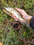 snook-on-fly-schminnow