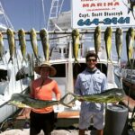 bull dolphins bull dolphins