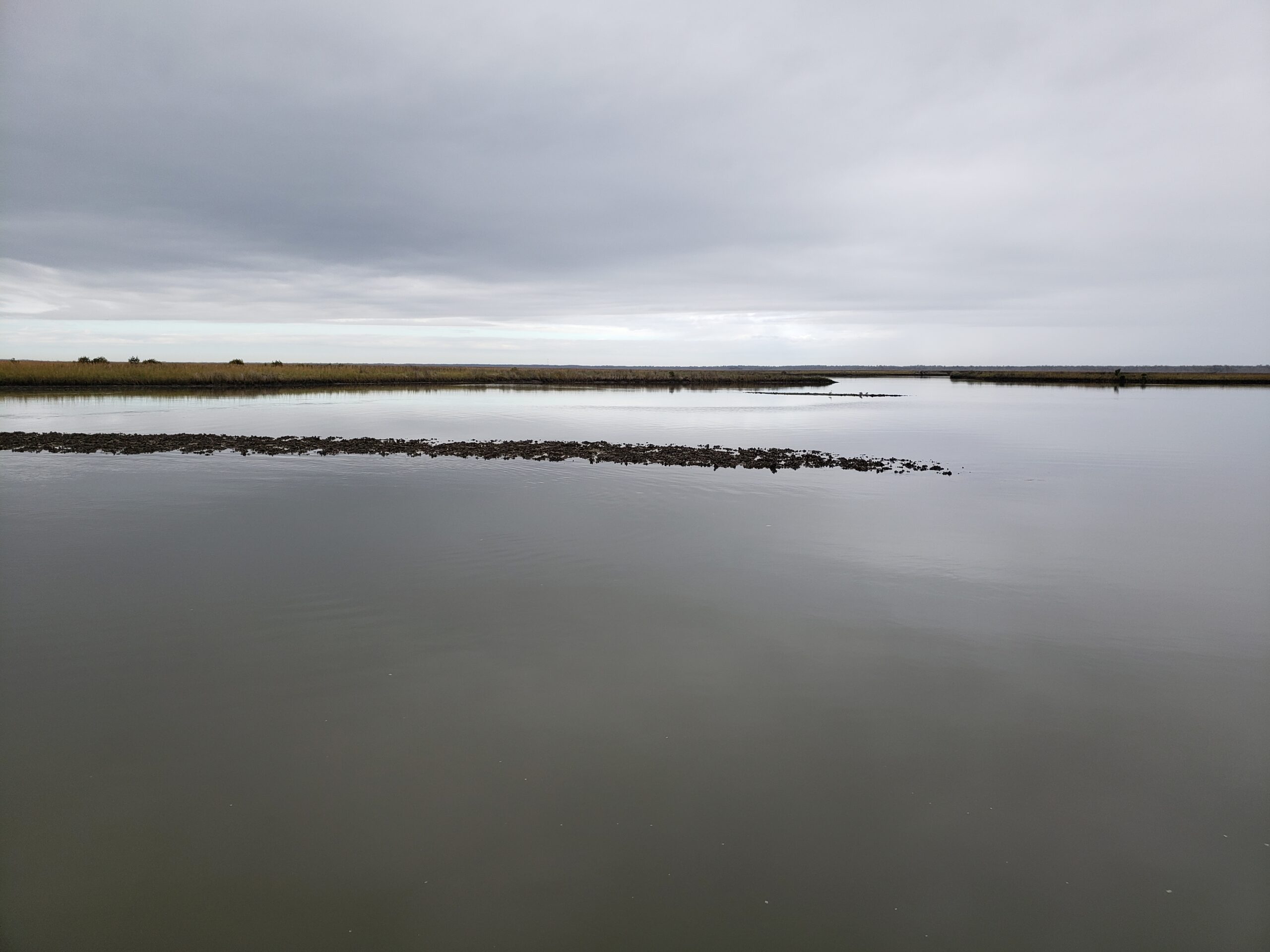 Waccasassa salt marsh oyster bar