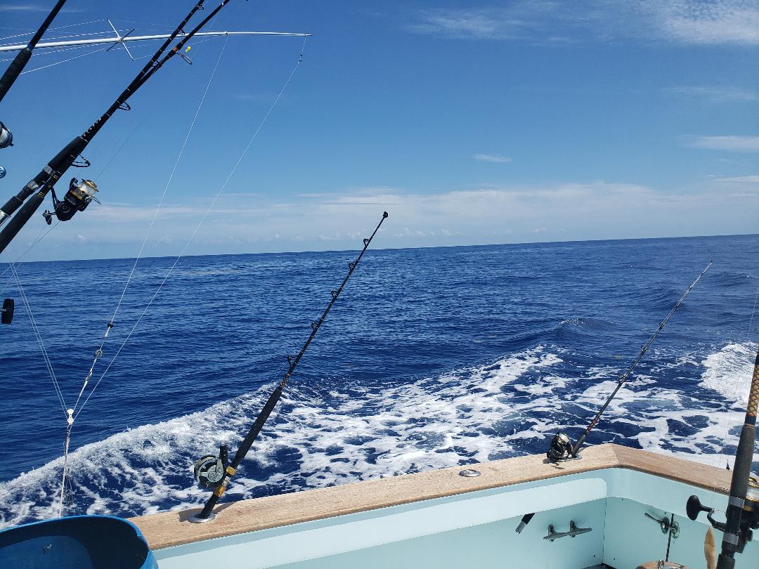 looking for dolphin on fly