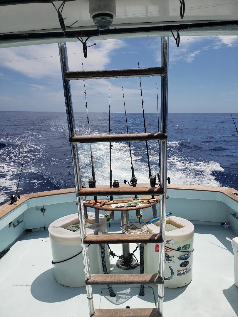 looking for dolphin on fly