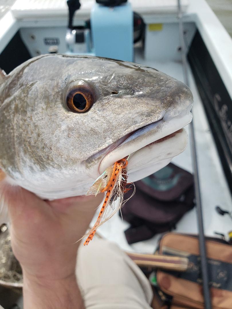Chassahowitzka redfish with fly in its mouth