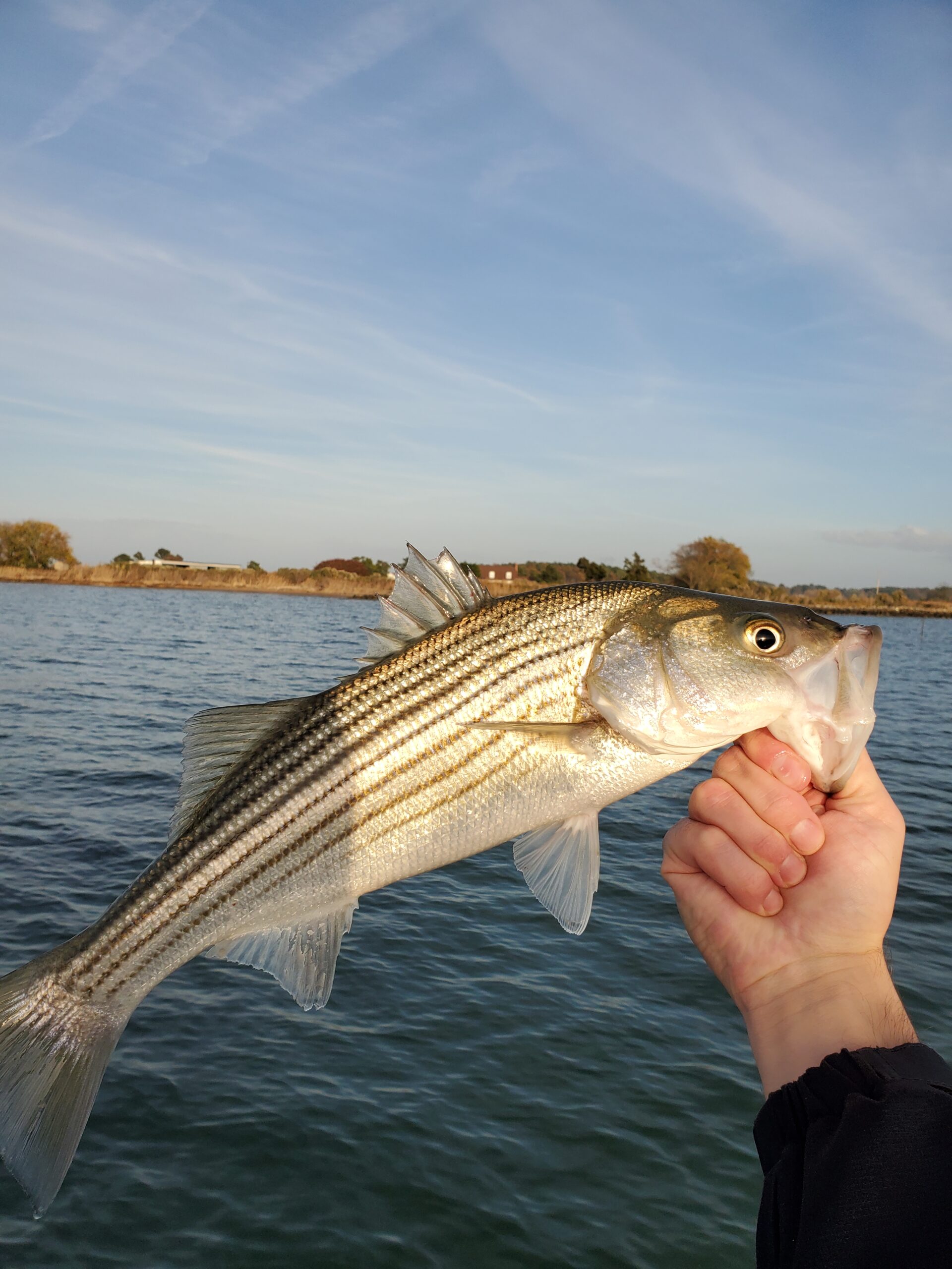 Striper Fishing in the Chesapeake Bay - 727 Angler