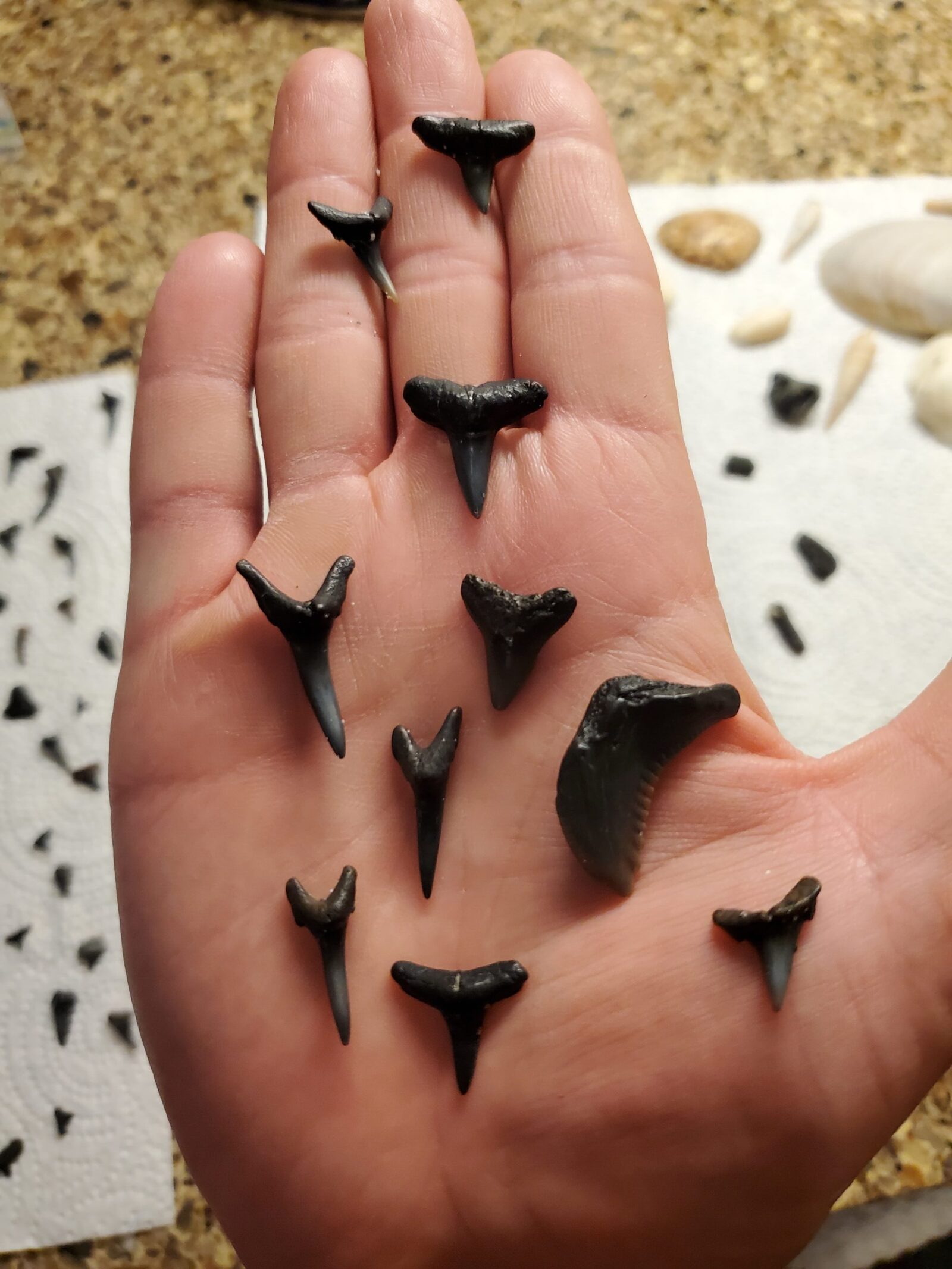 shark teeth found on Venice beach