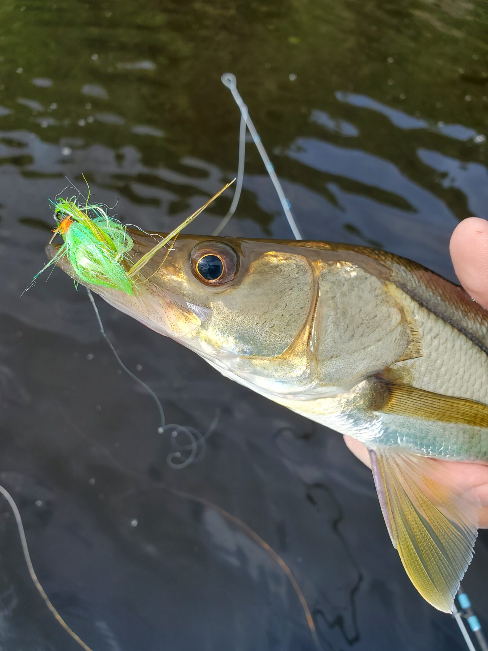 A baby Everglades City snook with a chartreuse fly in its mouth