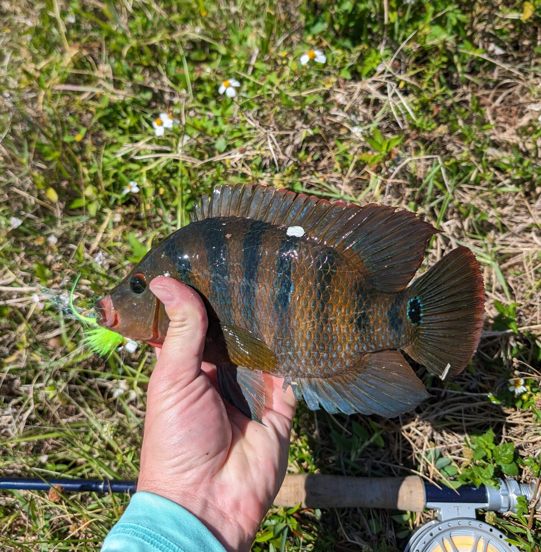 Mayan cichlid caught out of freshwater canals 