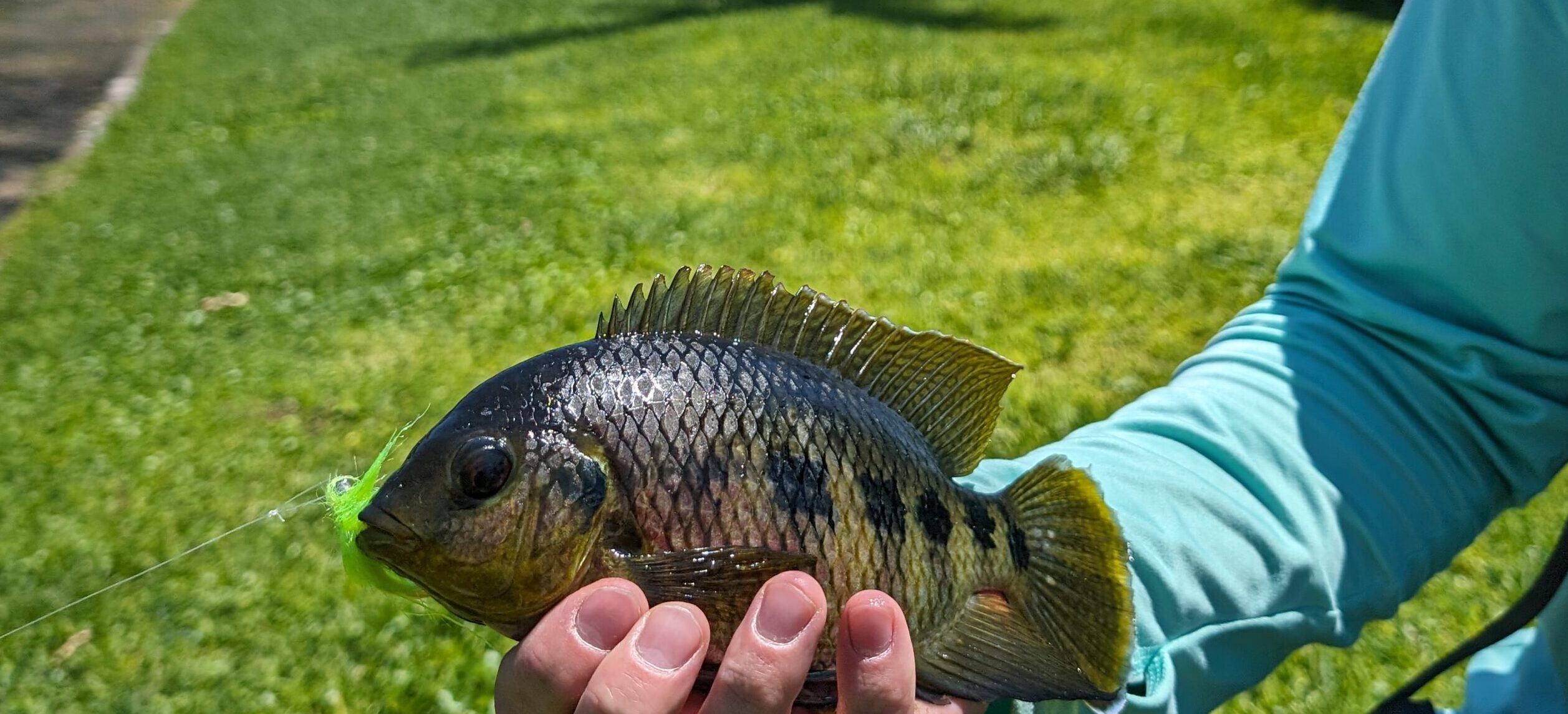 spotted tilapia caught in a freshwater canal
